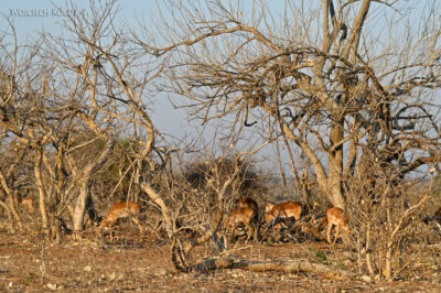 afr09d025-Chobe National Park-impale afr09d025-Chobe National Park-impale