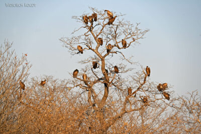 afr09d045-Chobe National Park-sępy afr09d045-Chobe National Park-sępy