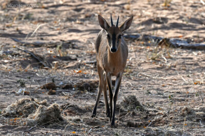 afr09d058-Chobe National Park-dujker afr09d058-Chobe National Park-dujker