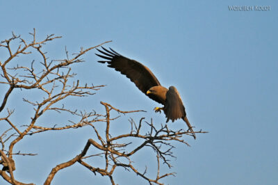 afr09d060-Chobe National Park-orzeł przedni afr09d060-Chobe National Park-orzeł przedni