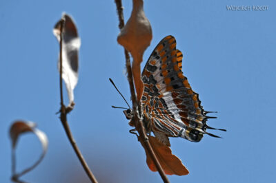 afr09d081-motyl po drodze afr09d081-motyl po drodze