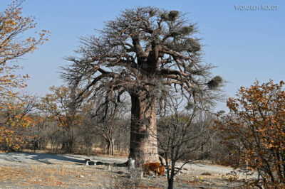 afr09d088-baobab po drodze afr09d088-baobab po drodze