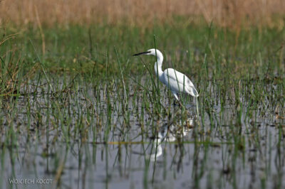 afr10d045-dela Okavango-czapla