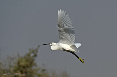afr10d046-dela Okavango-czapla