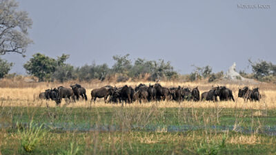 afr10d092-dela Okavango-gnu