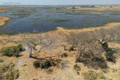 afr10d120-dela Okavango-z drona