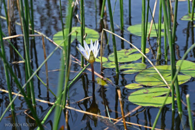 afr10d136-spływ mokoro po delcie Okavango