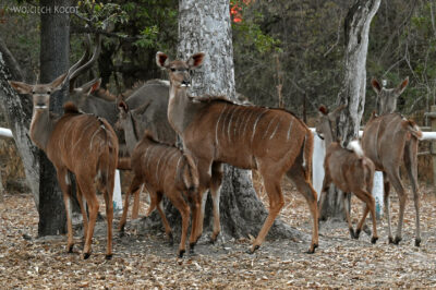 afr10d250-kudu w Island Safari Lodge afr10d250-kudu w Island Safari Lodge