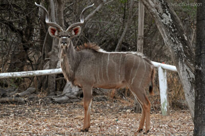 afr10d252-kudu w Island Safari Lodge afr10d252-kudu w Island Safari Lodge