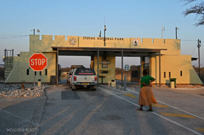 afr12d069-Etosha National Park-brama