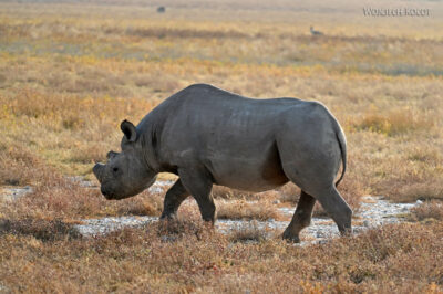 afr13d014-safari w Etosha National Park-nosorożec biały