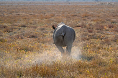 afr13d015-safari w Etosha National Park-nosorożec biały