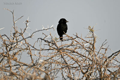 afr13d019-Etosha National Park-ptaszek