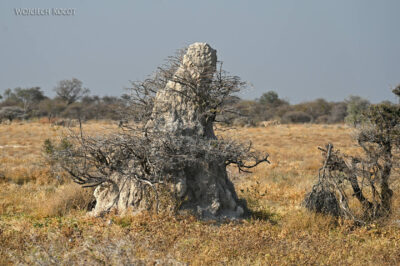 afr13d020-Etosha National Park-termitiera