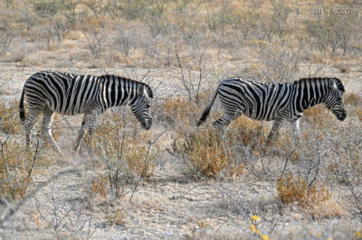 afr13d028-safari w Etosha National Park-zebry