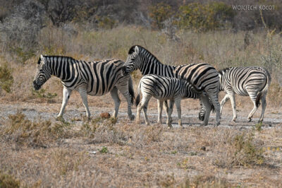 afr13d029-safari w Etosha National Park-zebry