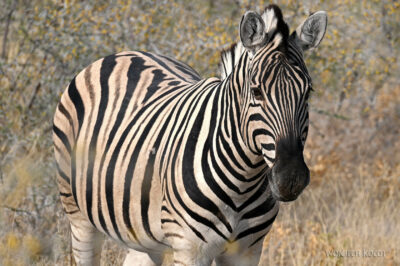 afr13d031-safari w Etosha National Park-zebry