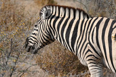 afr13d032-safari w Etosha National Park-zebry