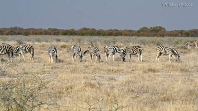 afr13d034-safari w Etosha National Park-zebry