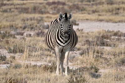 afr13d036-safari w Etosha National Park-zebry