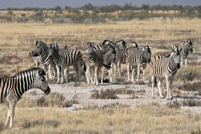 afr13d037-safari w Etosha National Park-zebry