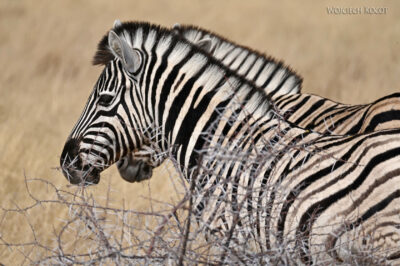 afr13d040-safari w Etosha National Park-zebry