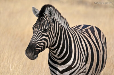 afr13d041-safari w Etosha National Park-zebry