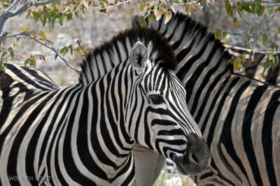afr13d055-safari w Etosha National Park-zebry