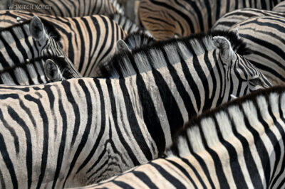 afr13d060-safari w Etosha National Park-zebry