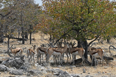 afr13d067-safari w Etosha National Park-zebry i szpringboki