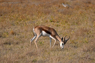 afr13d073-safari w Etosha National Park-szpringboki
