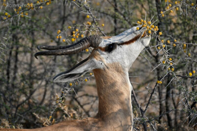afr13d077-safari w Etosha National Park-szpringboki