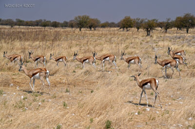 afr13d085-safari w Etosha National Park-szpringboki