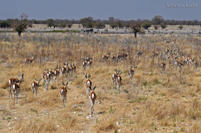 afr13d086-safari w Etosha National Park-szpringboki