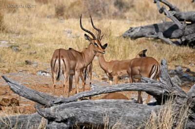 afr13d093-safari w Etosha National Park-impale