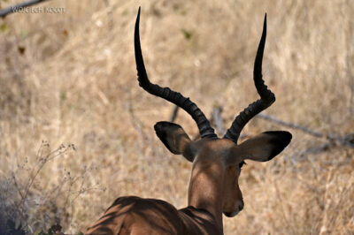 afr13d099-safari w Etosha National Park-impale