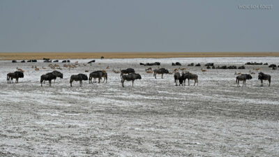 afr13d106-Etosha National Park szpringboki i gnu