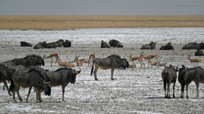 afr13d109-Etosha National Park szpringboki i gnu
