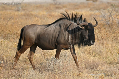 afr13d112-Etosha National Park - gnu