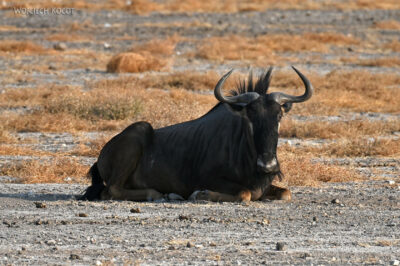 afr13d114-Etosha National Park - gnu