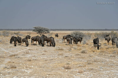 afr13d115-Etosha National Park - gnu