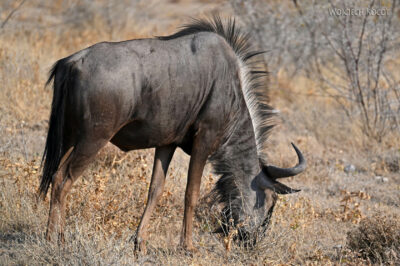 afr13d119-Etosha National Park - gnu
