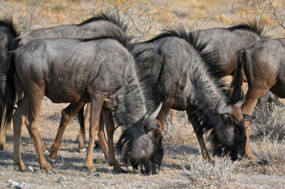 afr13d122-Etosha National Park - gnu