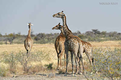 afr13d128-Etosha National Park-żyrafy