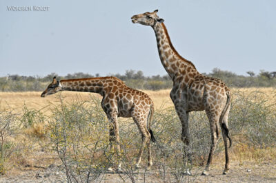 afr13d140-Etosha National Park-żyrafy