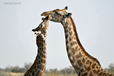 afr13d143-Etosha National Park-żyrafy