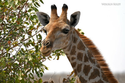afr13d148-Etosha National Park-żyrafy