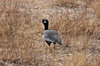afr13d151-Etosha National Park-dropik czarny