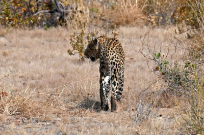 afr13d153-Etosha National Park-lampart
