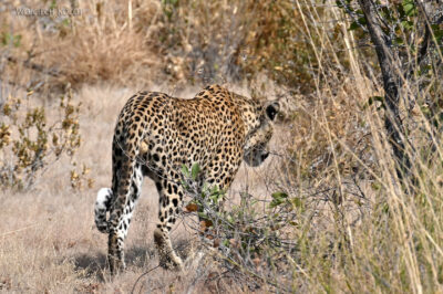 afr13d154-Etosha National Park-lampart